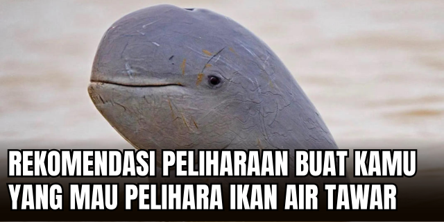Ikan Anti Drama Spesies Air Tawar Paling Ramah untuk Pemula Aquascape