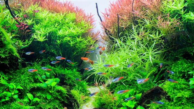 Panduan Lengkap Membuat Aquascape untuk Pemula