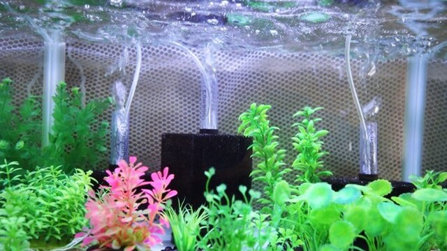 Tips Memilih Filter Aquarium yang Tepat untuk Ikan Hias