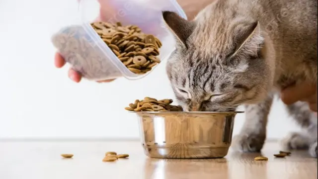 10 Tips Merawat Hewan Peliharaan Saat Kamu Sibuk Bekerja