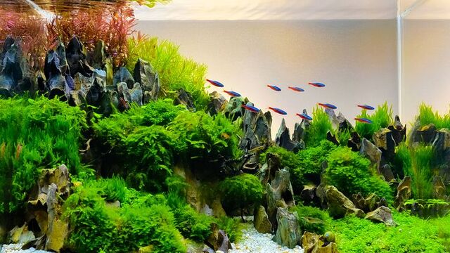 Rekomendasi Aksesoris Aquascape yang Aman untuk Ikan