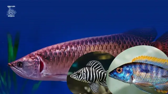 8 Ikan Hias Langka yang Bisa Jadi Koleksi Eksklusif
