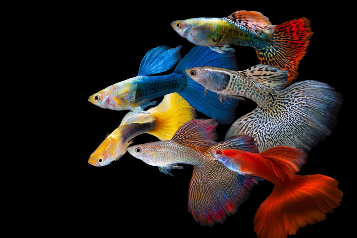 7 Ikan Hias yang Mudah Dirawat untuk Pemula