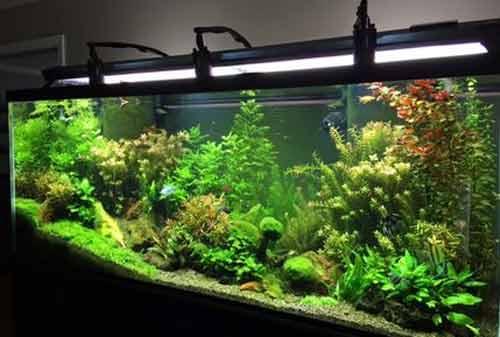 10 Perlengkapan Aquarium Murah tapi Berkualitas