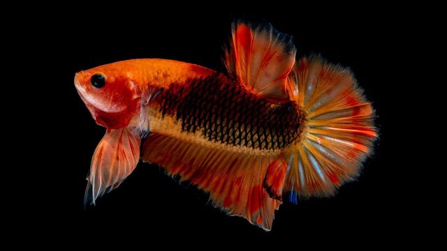 Kontes Ikan Hias