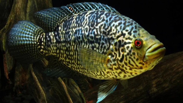 8 Ikan Hias Predator yang Bisa Kamu Pelihara di Akuarium, Pilih yang Mana?