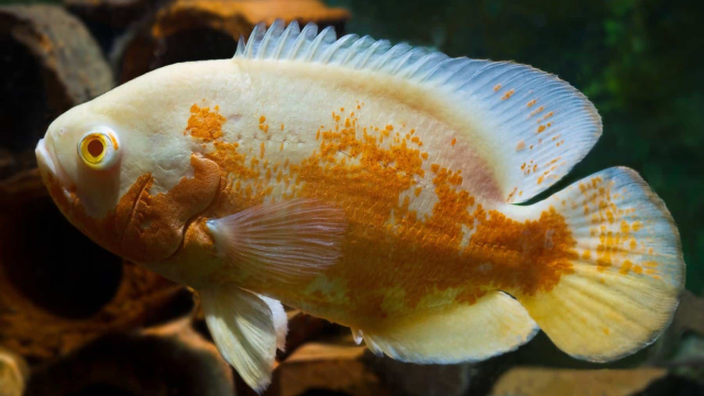 Cara Merawat Ikan Oscar dengan Benar Agar Tidak Mudah Mati