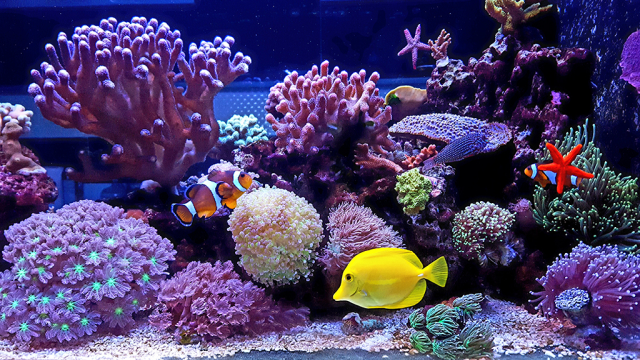 7 Ikan Hias Air Laut Terbaik yang Mudah Dirawat dalam Aquarium