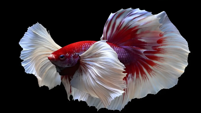 Berbagai Jenis Ikan Cupang Hias Yang Perlu Kalian Ketahui