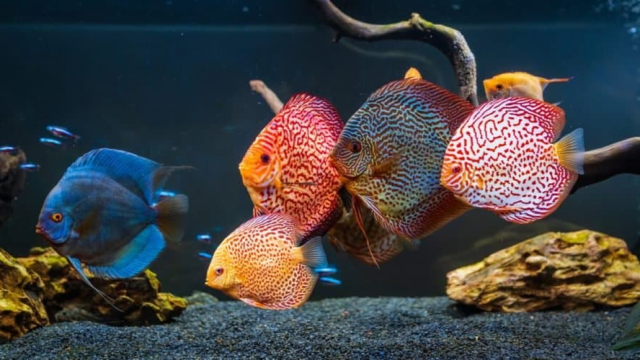 Cara Merawat Ikan Discus Agar Warna dan Polanya Semakin Menyala