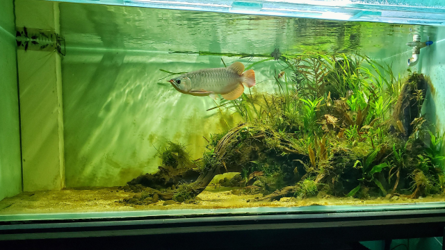 Setup Aquarium Ikan Arwana Terbaik dan Simple yang Bisa Kamu Coba