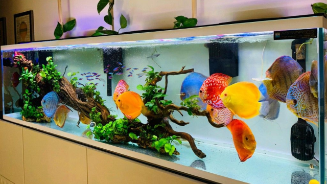 Setup Aquarium Ikan Discus yang Benar, Mulai dari Ukuran dan Aksesorisnya