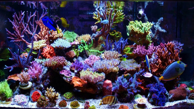 Tips Membuat Aquarium Air Laut yang Simple Namun Enak Dilihat!