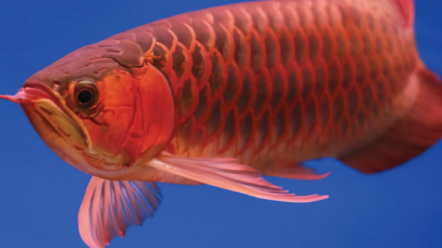 Tips Merawat Ikan Arwana yang Benar Agar Sehat dan Warnanya Lebih Cerah