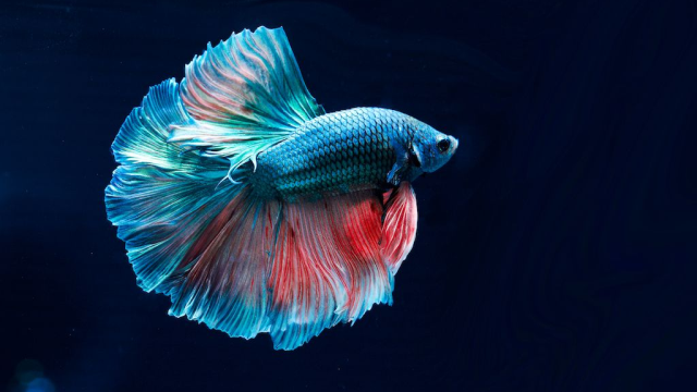 Tips Merawat Ikan Cupang Hias Agar Warna Cerah dan Selalu Sehat