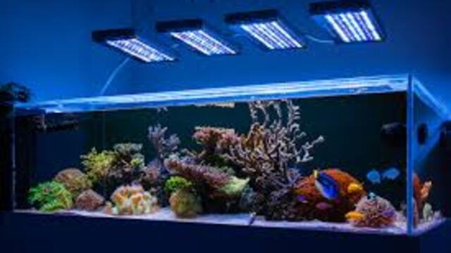 7 Jenis Lampu Aquarium yang Bikin Ikan Lebih Aktif