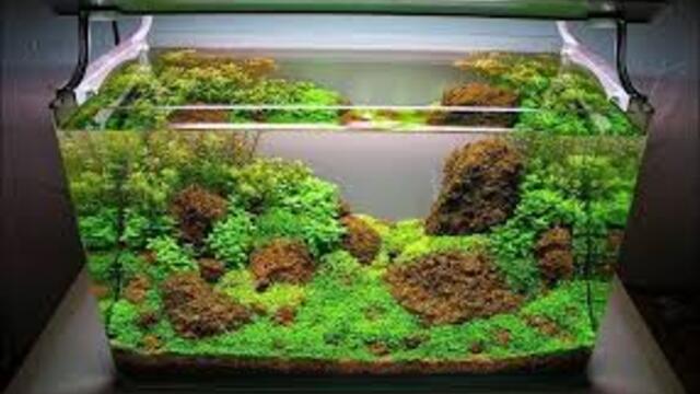 9 Hiasan Aquarium Kreatif dari Bahan Sederhana