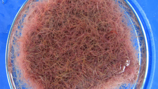 10 Jenis Pakan Ikan Hias Terbaik agar Cepat Tumbuh dan Selalu Sehat