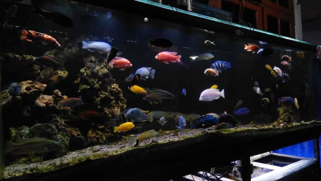 5 Fakta Unik Ikan Cichlid Yang Perlu Kamu Ketahui Sebelum Memelihara!