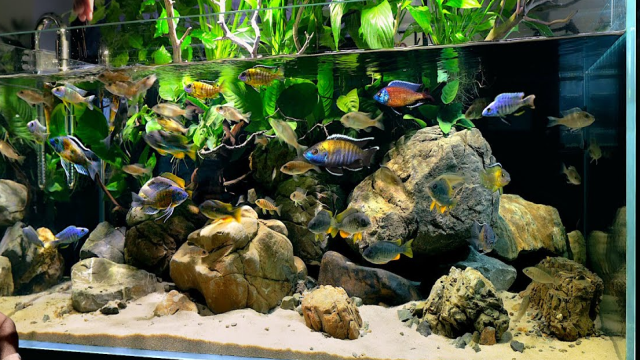 Setup Aquarium Ikan Cichlid Terbaik Sesuai Dengan Habitat Aslinya