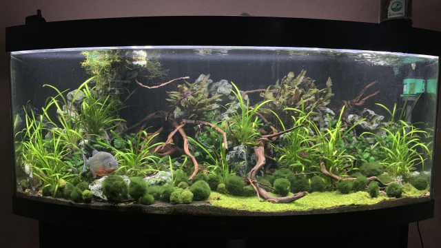 Setup Aquarium Ikan Piranha Yang Indah Sesuai Dengan Sungai Amazon