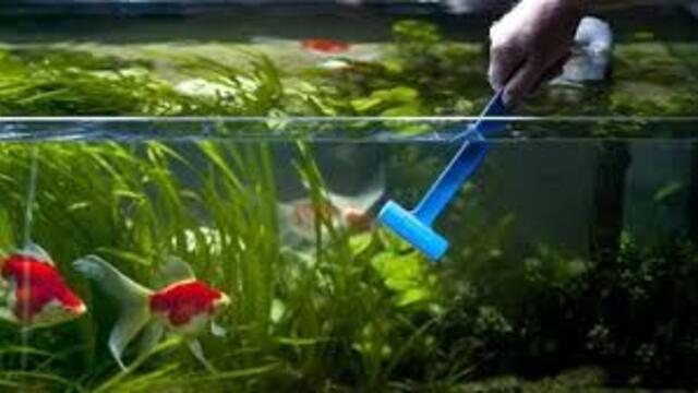 Cara Menjaga Kualitas Air Aquarium agar Ikan Tidak Mudah Sakit