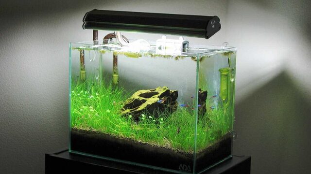 Inspirasi Setup Akuarium Unik untuk Menyalurkan Hobi Ikan di Rumah