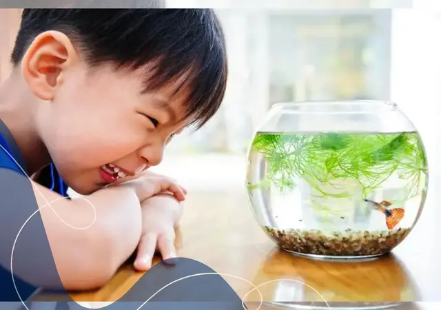 Dampak Positif Memelihara Ikan Hias untuk Relaksasi dan Kesehatan Mental