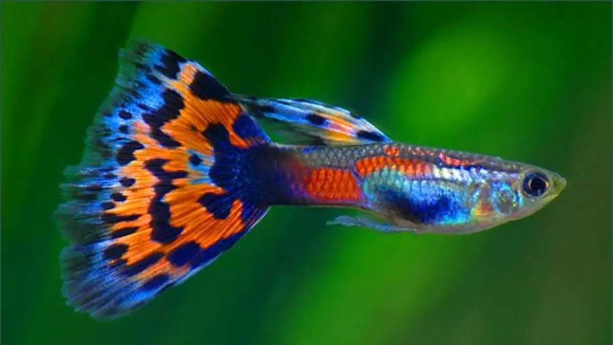 10 Jenis Ikan Hias yang Cocok untuk Pemula karena Mudah Dirawat dan Memiliki Warna Menarik