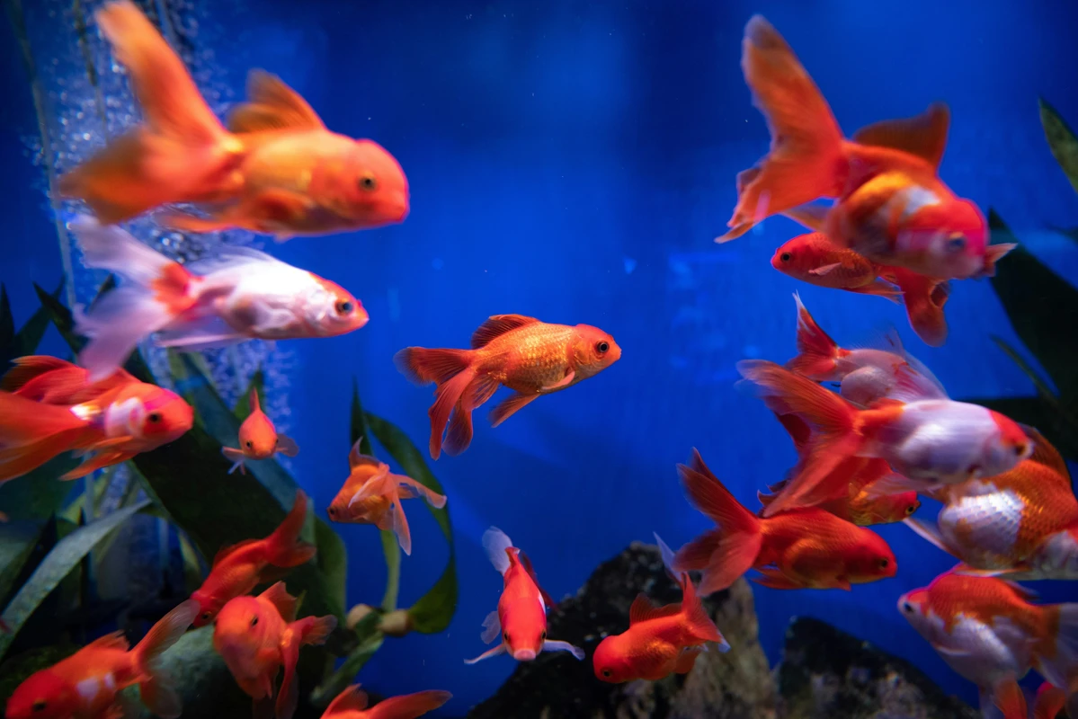 Panduan Memelihara Ikan Hias di Aquarium agar Sehat Indah dan Tahan Lama di Rumah