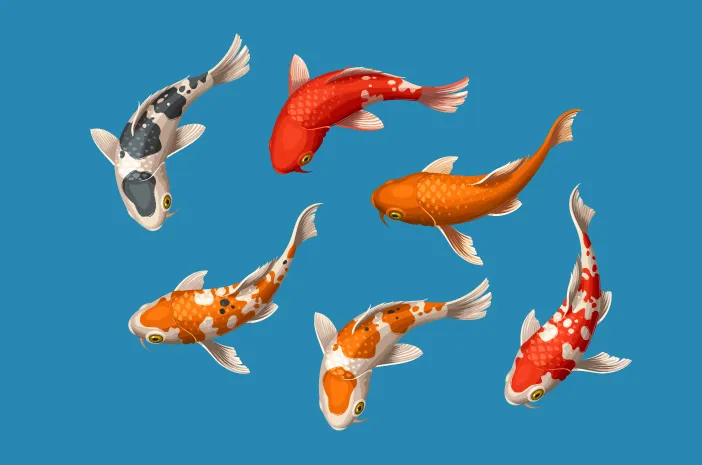 Metode Perawatan Ikan Hias agar Tetap Sehat dan Warna Tetap Cerah