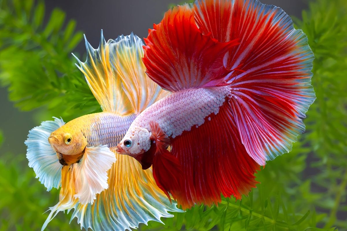 Rahasia Merawat Ikan Hias dengan Mudah untuk Pemula yang Ingin Hasil Maksimal