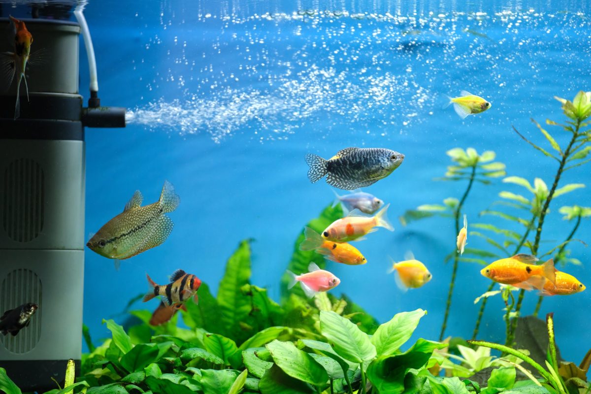 Metode Perawatan Ikan Hias yang Efektif untuk Menjaga Warna dan Kondisi Tetap Prima
