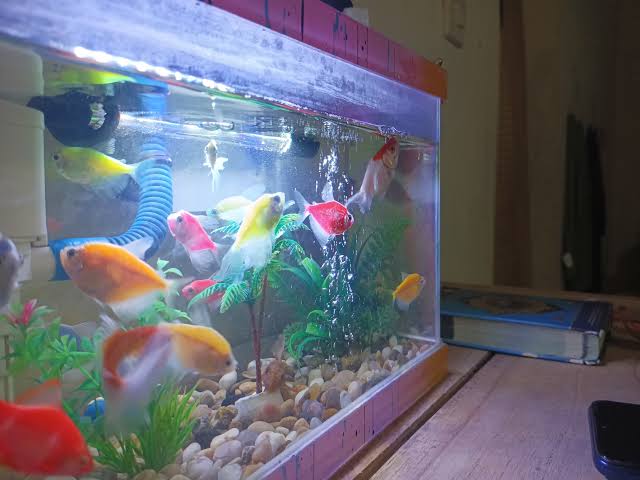 Metode Perawatan Ikan Hias agar Tetap Sehat Aktif dan Memiliki Warna yang Cerah