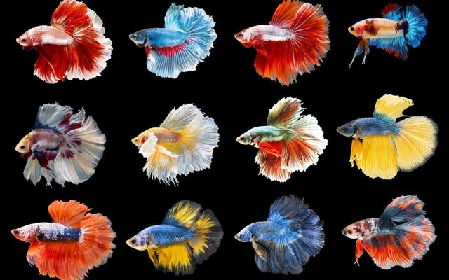 Panduan Memulai Hobi Ikan Hias agar Akuarium Sehat dan Tetap Menawan Setiap Hari